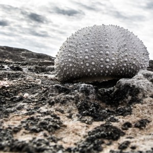 Fotograferen in Spitsbergen